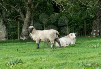 View of ram from Shropshire sheep breed in welsh meadow