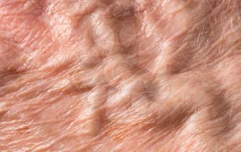 Macro image of the skin on the back of an old male hand showing the wrinkles and veins that come with old age