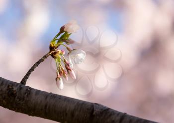 Small bunch of cherry blossom blooms growing from a twig with out of focus blossoms in the background