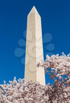 Cherry blossoms frame the Washington monument in Washington DC during Cherry Blossom Festival