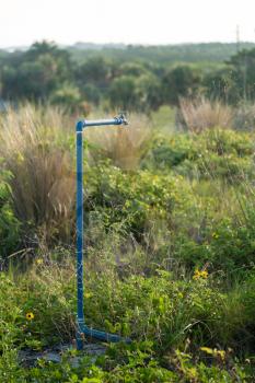 Isolated and unusual blue painted water pipe and tap faucet in middle of overgrown vegetation Fort de Soto park in Florida