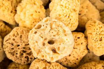 Close up of natural sea sponges collected in Tarpon Springs Florida