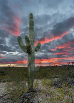 Saguaro cacti stand against setting sun near Tucson Arizona