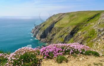 Flowers frame the cliffs of Lundy Island off the coast of Devon