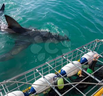 Great White Shark next to diving cage with divers off the Ganbaai coast, Cape Town, South Africa