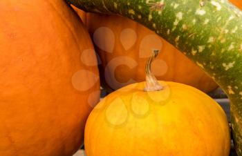 Close up on the shapes of pumpkins and gourd at halloween time