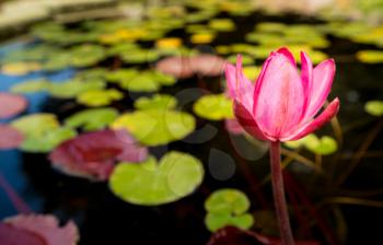 Pink or red lily flower in water filled pool