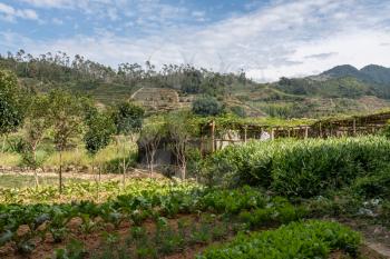 Tea plantations around Tulou at Unesco heritage site near Xiamen
