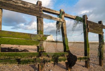 Moss covered wooden groyne frames the chalk cliffs of the Seven Sisters near Eastbourne