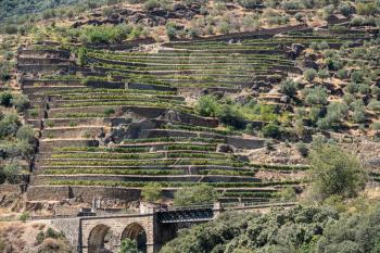 Terraces of wines and vineyards on the banks of the calm River Douro in Portugal near Braganca