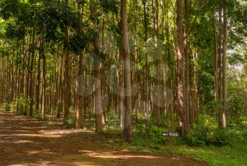 Pathway of the Wai Koa Loop trail or track leads through plantation of Mahogany trees in Kauai, Hawaii, USA