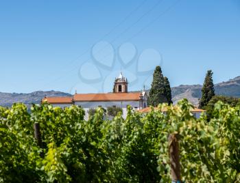 Mateus church tower hidden behind vines in vineyard in Vila Real Portugal
