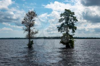 Solitary trees in the lake at the Great Dismal Swamp in Virginia