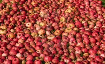 Hundreds of apples laying on the ground after a bumper harvest