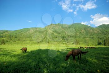 Horse among green grass in nature. Brown horse. Grazing horses in the village.