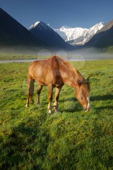 Horse among green grass in nature. Brown horse. Grazing horses in the village.