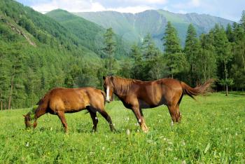 Horse among green grass in nature. Brown horse. Grazing horses in the village.