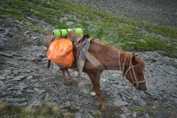 Horse among green grass in nature. Brown horse. Grazing horses in the village.