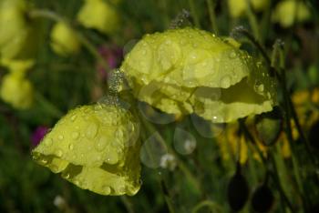 Beautiful mountain flowers. Flora of mountain ranges.