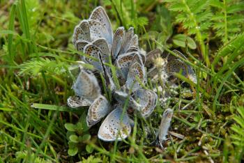 Beautiful mountain flowers. Flora of mountain ranges.