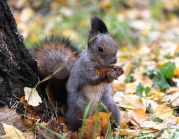 Common forest squirrel in the forest park.