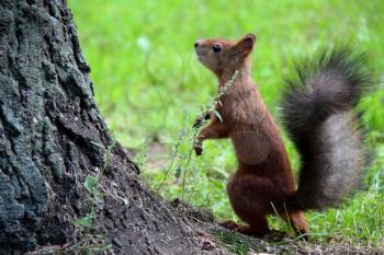 Common forest squirrel in the forest park.