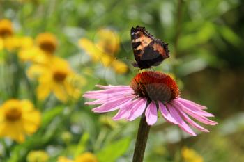 Butterfly on a flower. The insects in the terrarium.                            