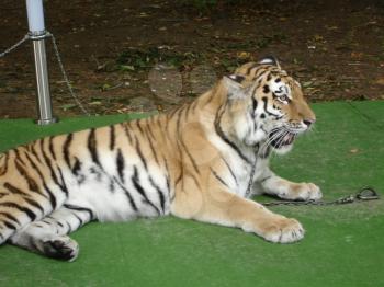 Tiger lying on the green carpet.