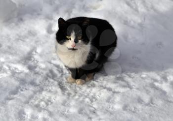 Spotted cat in the snow. Furry pets.