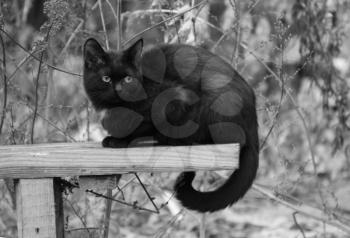 Black beautiful cat. Furry pets