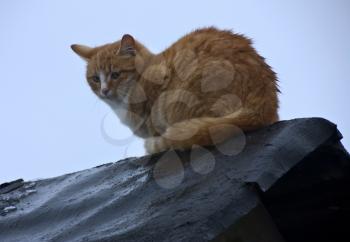 Cat on a roof top.