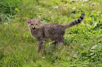 Tabby adult cat, domestic pet. Favorite pets in our homes.