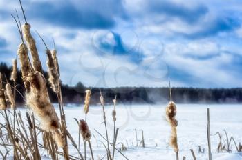 Winter field, reed and cattail in the snow