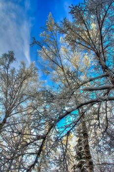 Winter landscape. Trees in the snow. Snow and frost.