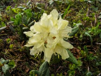 Flowering plants of Kamchatka. Plants on volcanic soil