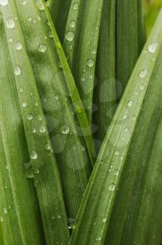Leaf of a plant in the dew, background texture