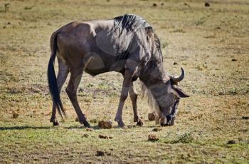 Connochaetes taurinus. Wildebeest. Hoof African savannah Blue wildebeest