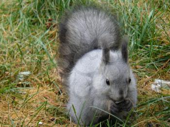 Common forest squirrel in the forest park.