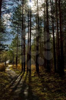 Natural landscape. Grass and trees in the forest. Untouched nature, sunset.