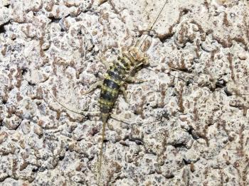 silverfish. Insect Lepisma saccharina, Thermobia domestica in normal habitat