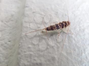 silverfish. Insect Lepisma saccharina, Thermobia domestica in normal habitat