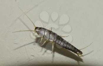 silverfish. Insect Lepisma saccharina, Thermobia domestica in normal habitat
