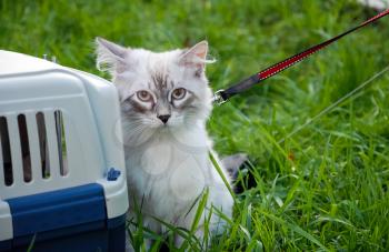 Cats, lovely fluffy pets. Cat's everyday life