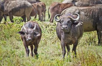 African buffalo. Africa hoofed animals, cows relative. Horned wild cattle