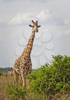 Giraffe in the wild. An animal with a long neck. Wild world of the African savannah