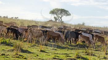 Herd of Jersey cows in the Natal Midlands, Africa