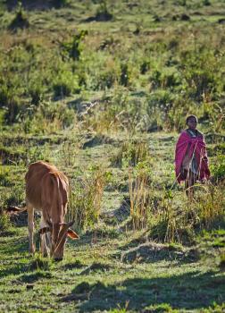 Garissa, Kenya - 2 June 2010: Herd of Jersey cows in the Natal Midlands, Africa