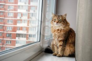 Cats, lovely fluffy pets. Cat's everyday life