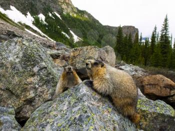 Canadian groundhog on stone boulders. Wildlife Canada.