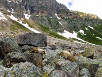 Canadian groundhog on stone boulders. Wildlife Canada.